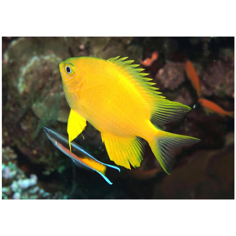 Golden damselfish - imagine 5